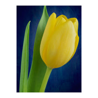 Tulip (Print Only)