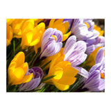 Spring (Print Only) thumbnail