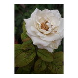 Fabulous White Rose Garden (Print Only) thumbnail