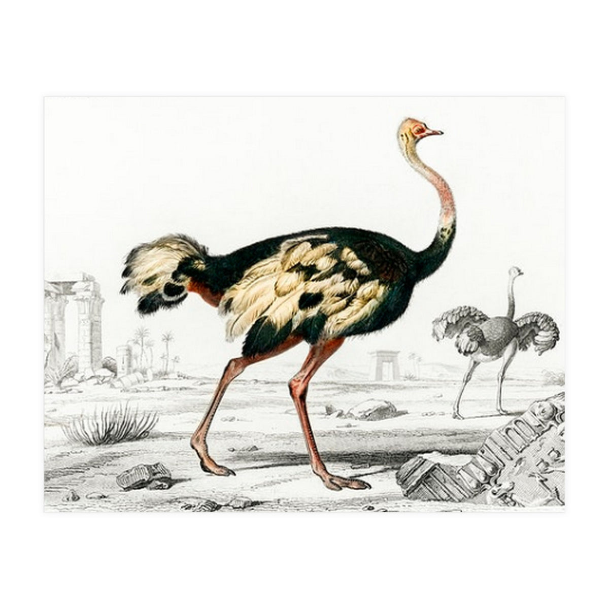 Struthio illustrated (Print Only)
