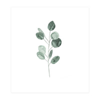Botanical Illustration Eukalyptus2 (Print Only)