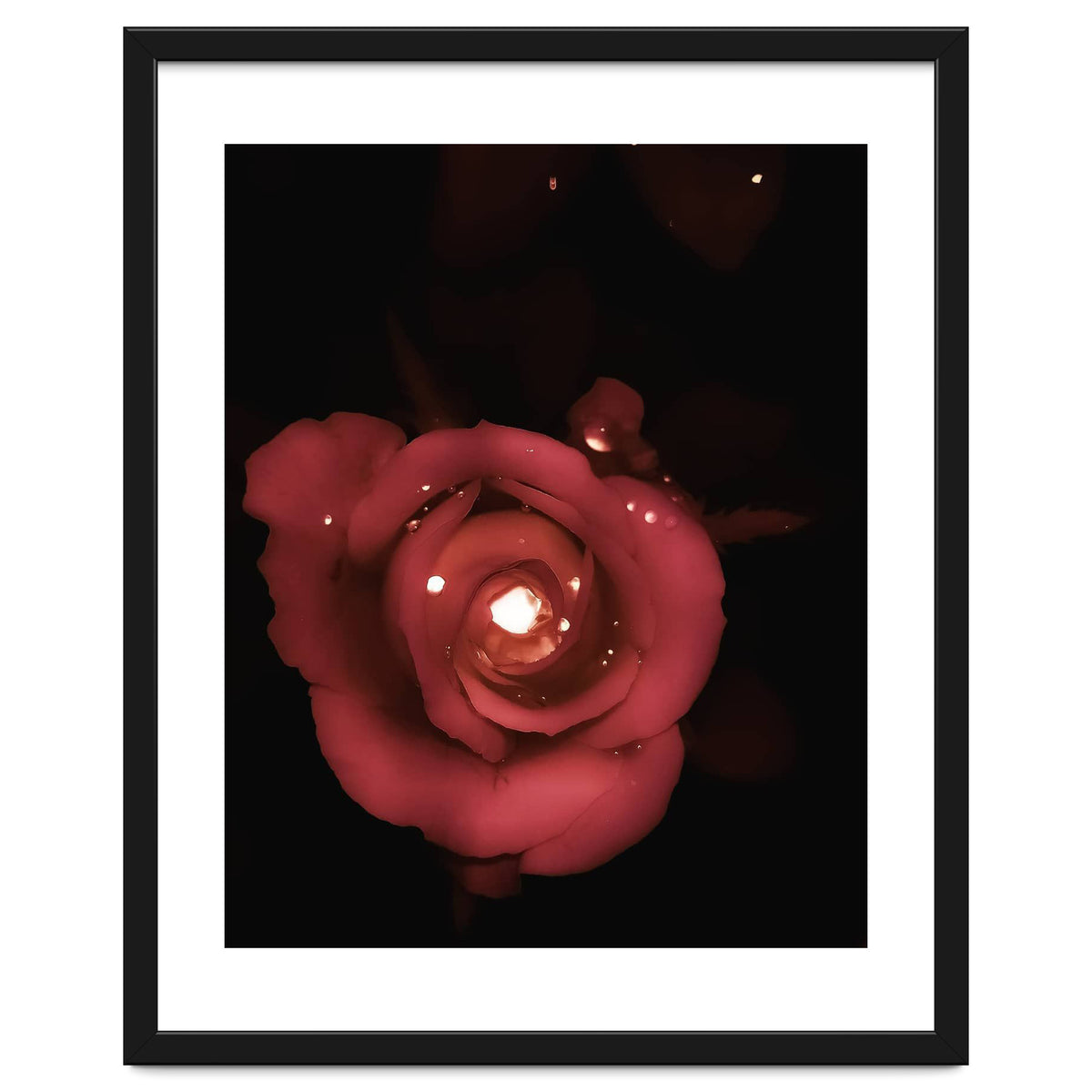 Lighting Rose