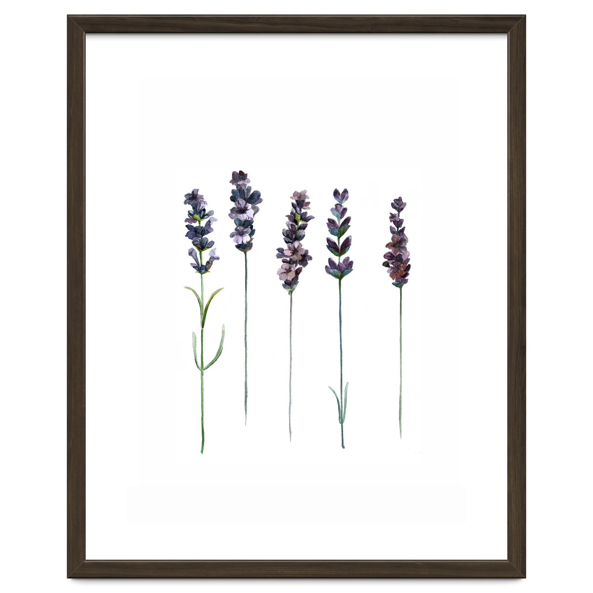 Botanical Illustration Lavender