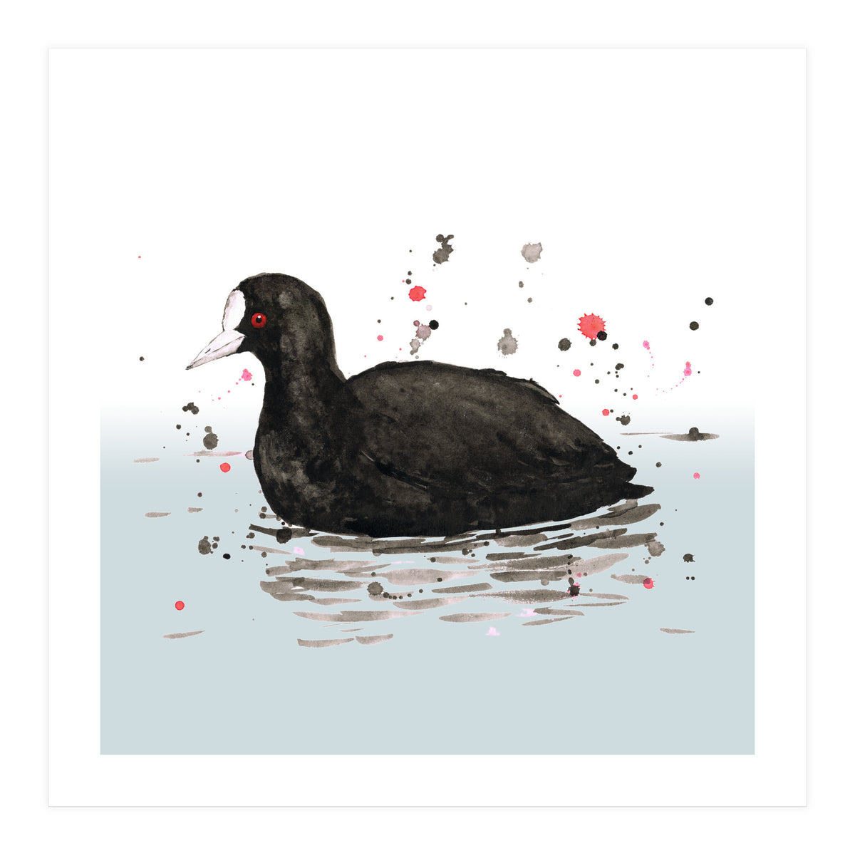 Common coot (Print Only)