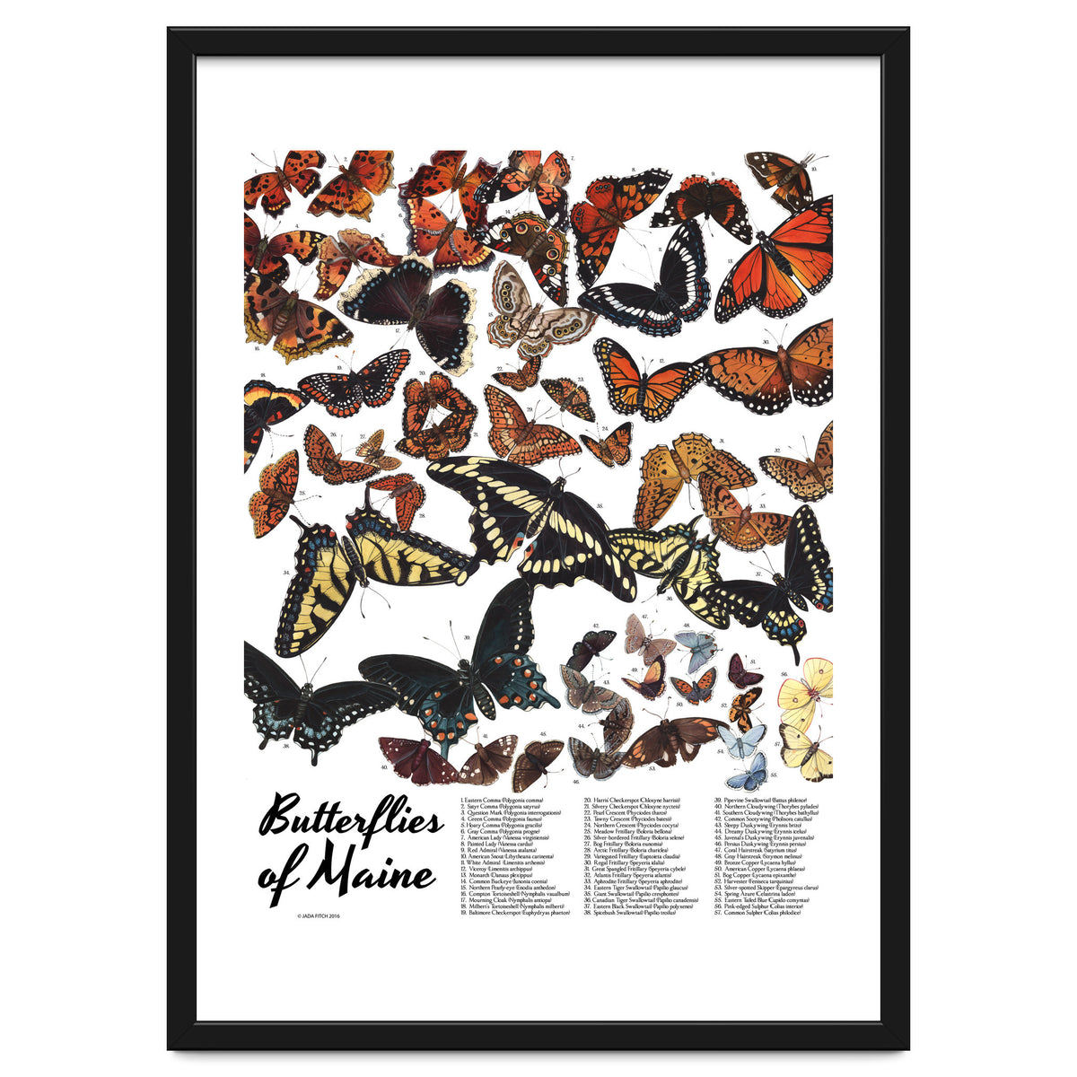 Maine Butterflies Chart