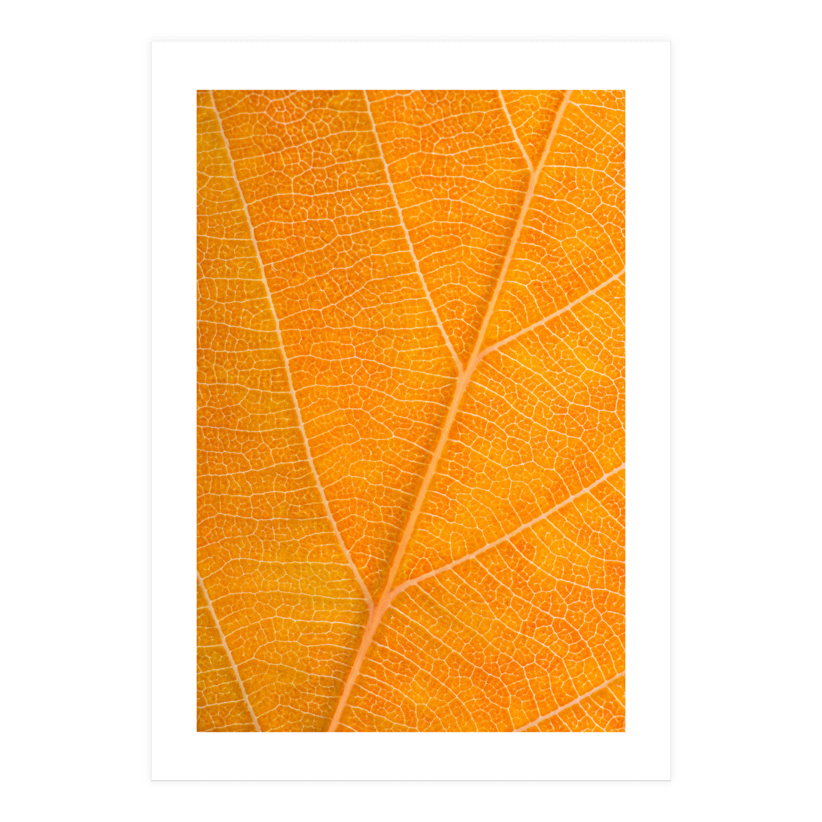 Autumn Leaf (Print Only)
