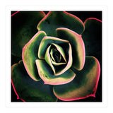 DARKSIDE OF SUCCULENTS XV (Print Only) thumbnail