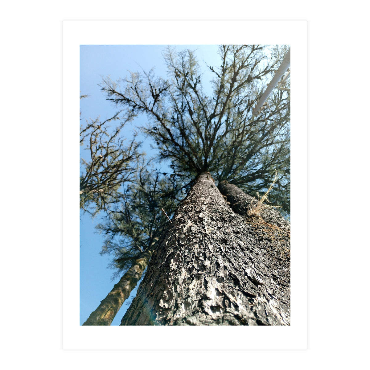 Ataraxia - Tree Series 1 (Print Only)