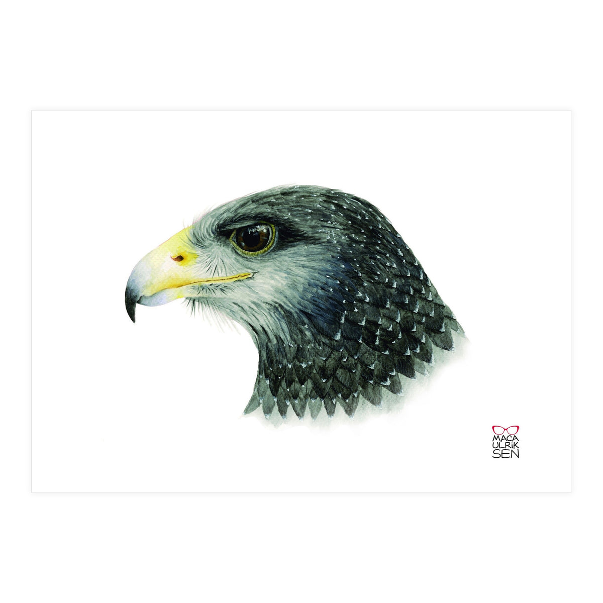 Black-chested buzzard-eagle (Print Only)