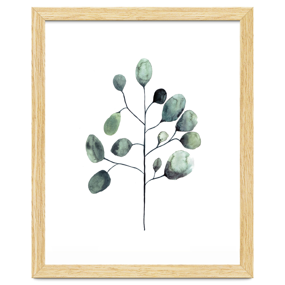 Botanical Illustration Eukalyptus
