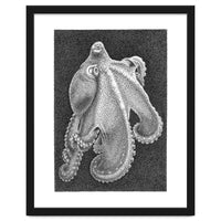 Octopus no. 2