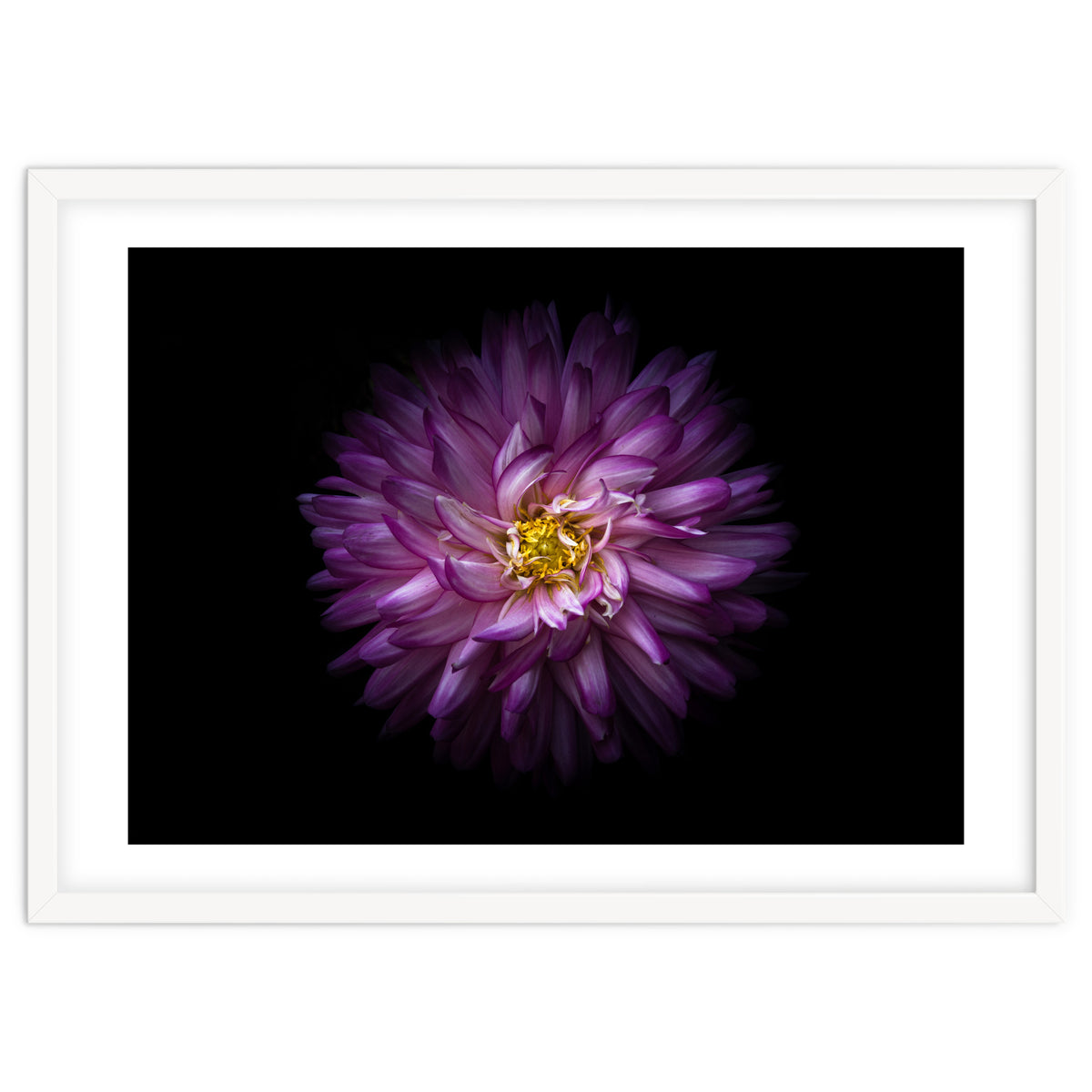 Backyard Flowers 20 Color Version