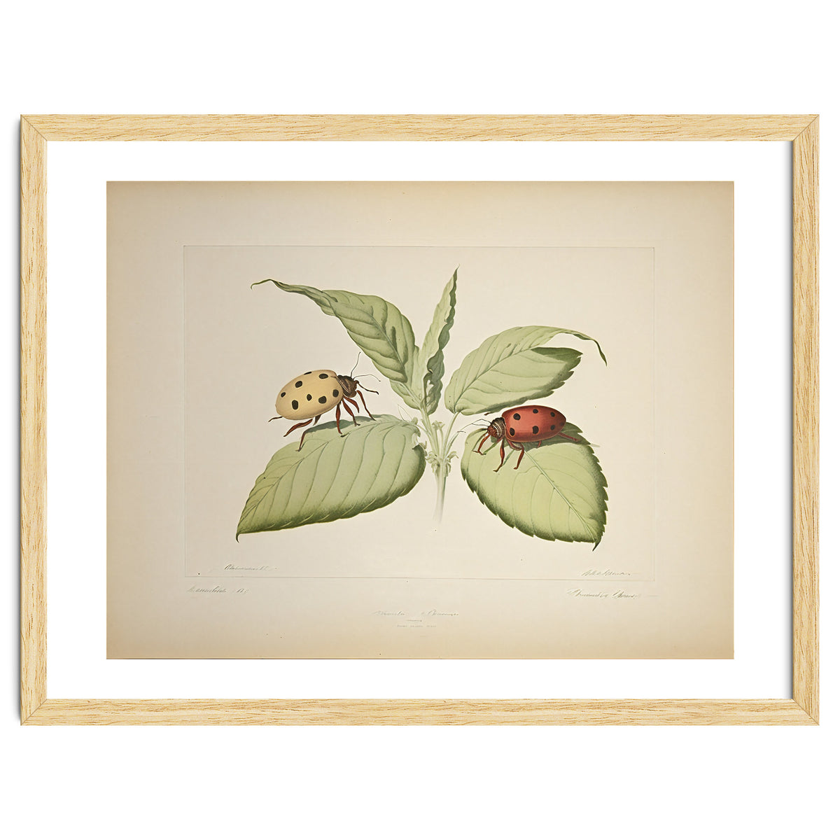 Vintage Ladybirds Illustration