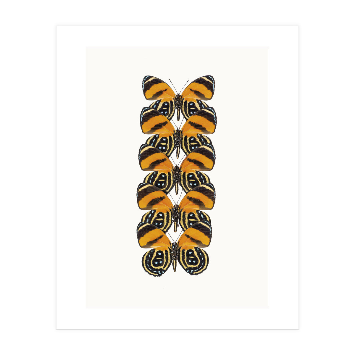 Cc Butterflies 07 (Print Only)