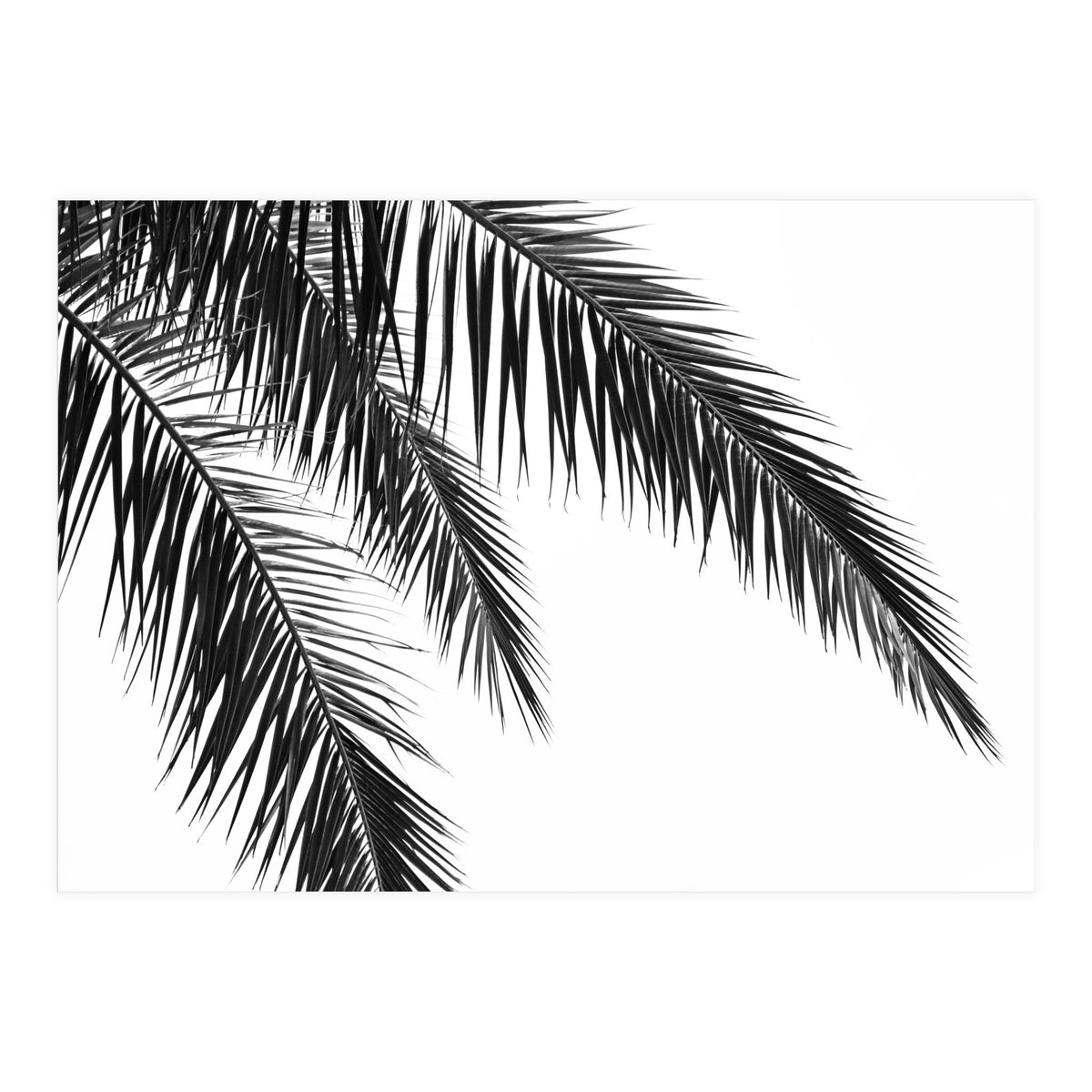 Palm Leaves (Print Only)