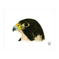Peregrine falcon (Print Only)