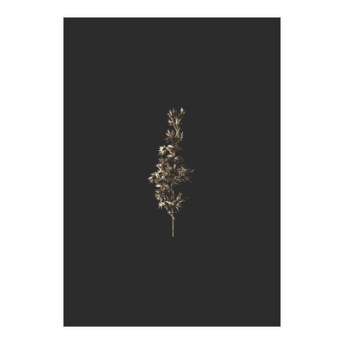 Gold Rush Botanicals (Print Only)