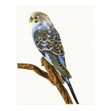 Cc Birds 04 (Print Only) thumbnail