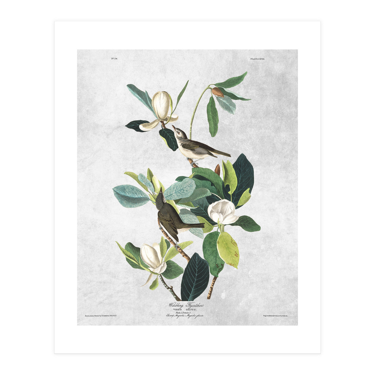 fiori e uccelli (Print Only)