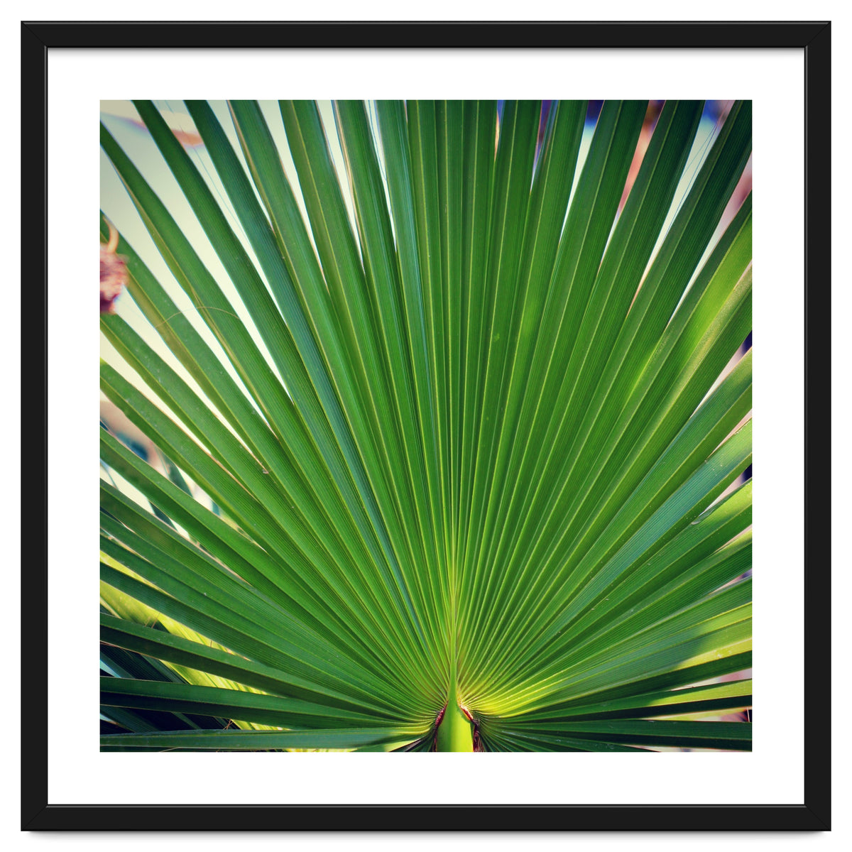 palm leaf