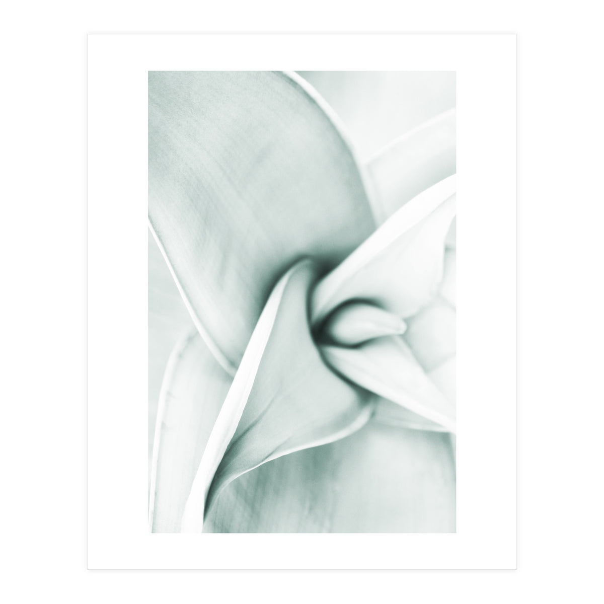 Agave (Print Only)