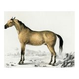 Horse (Print Only) thumbnail