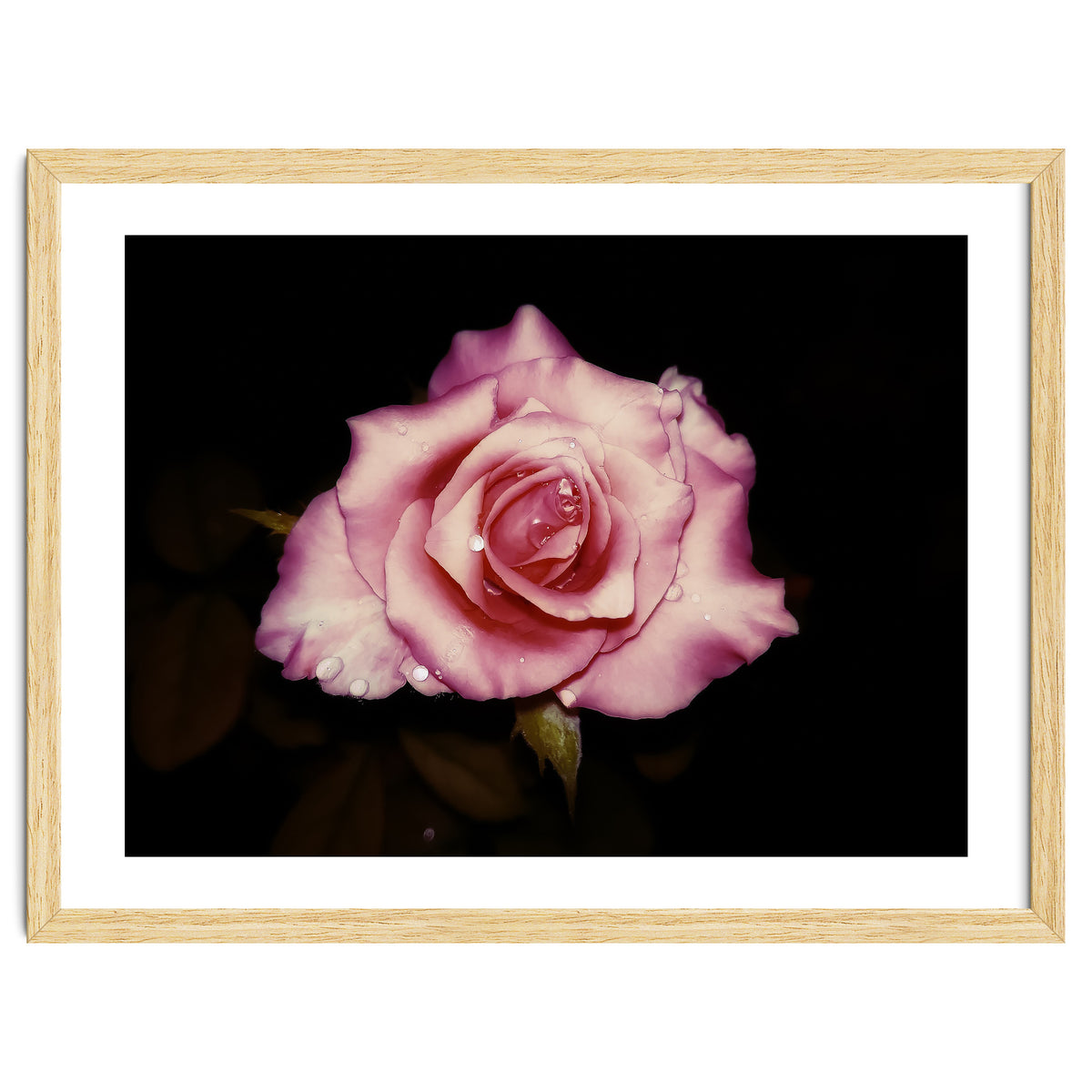 Satin Rose