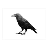 Crowscape (Print Only) thumbnail