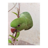 My Cute Parrot (Print Only) thumbnail