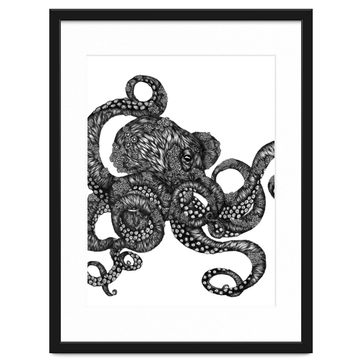 Barnacle Octopus