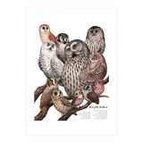 Owls Of The Northeast (Print Only) thumbnail