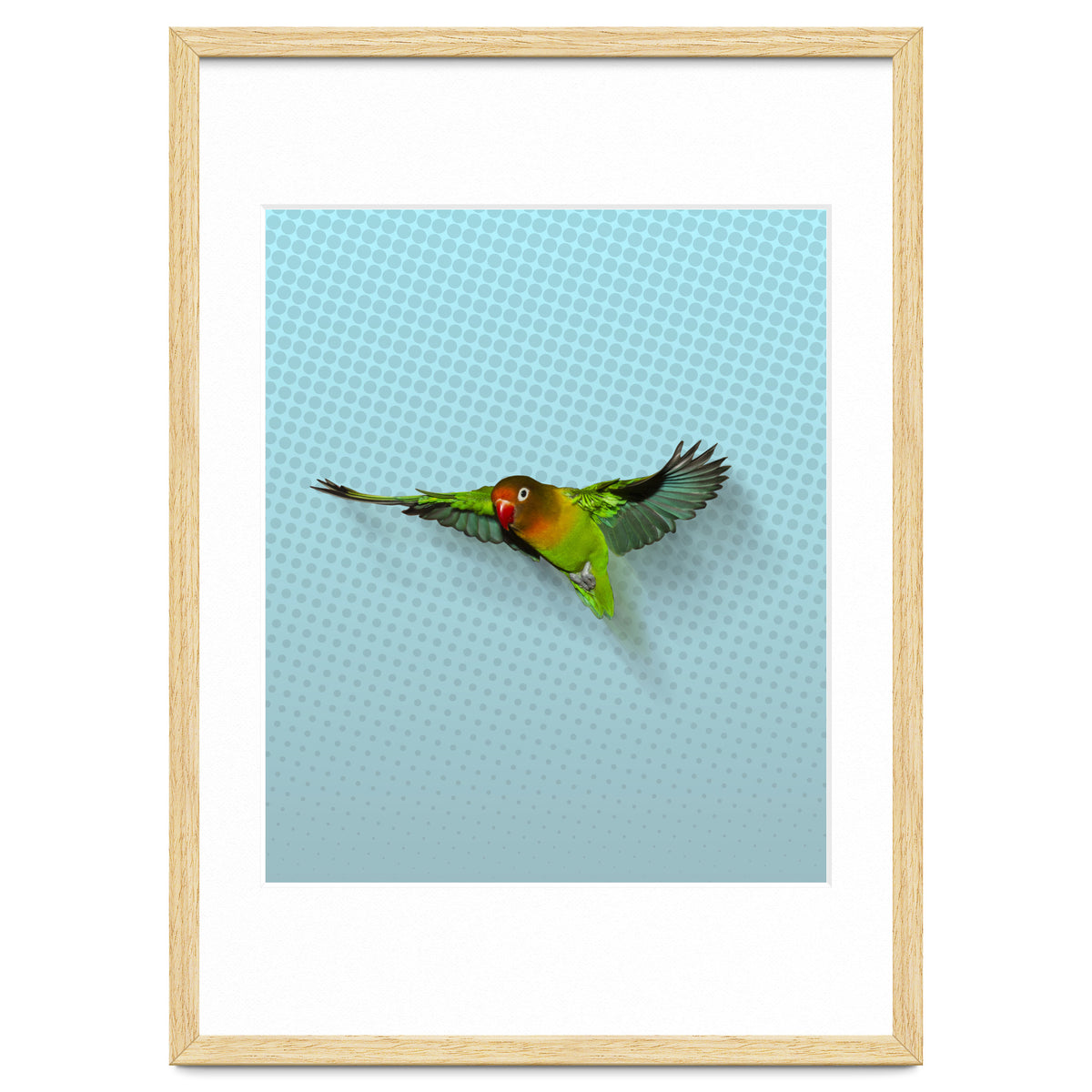 Flying lovebird