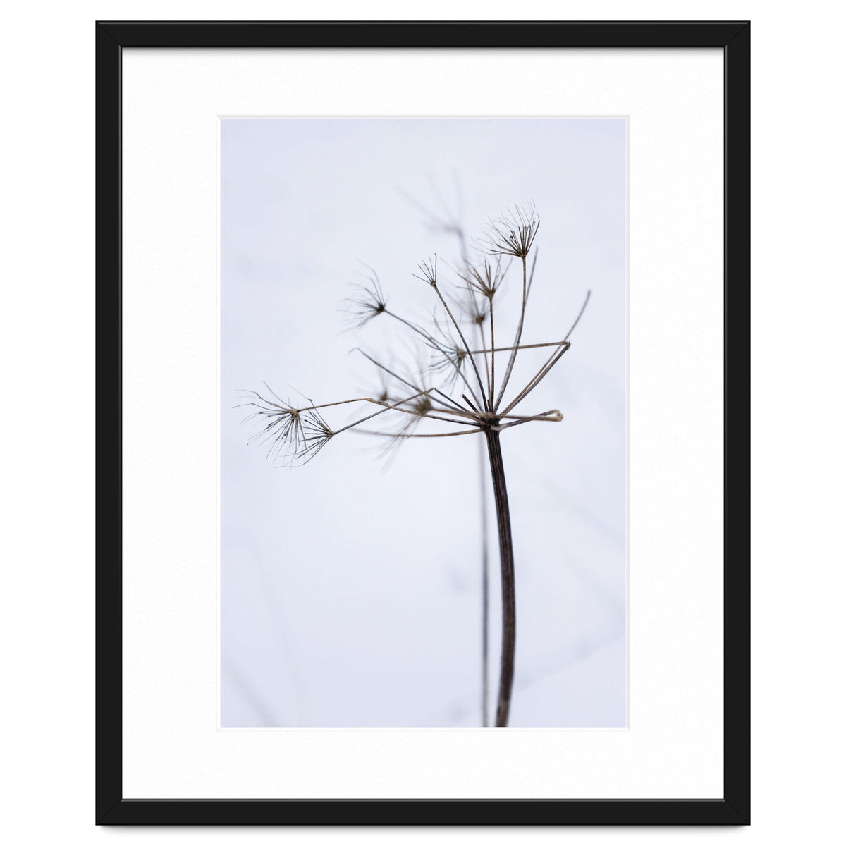 Wildflower in Winter