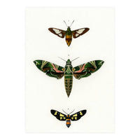 Different types of moths illustrated  (Print Only)