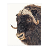 Cc Animal 02 (Print Only) thumbnail