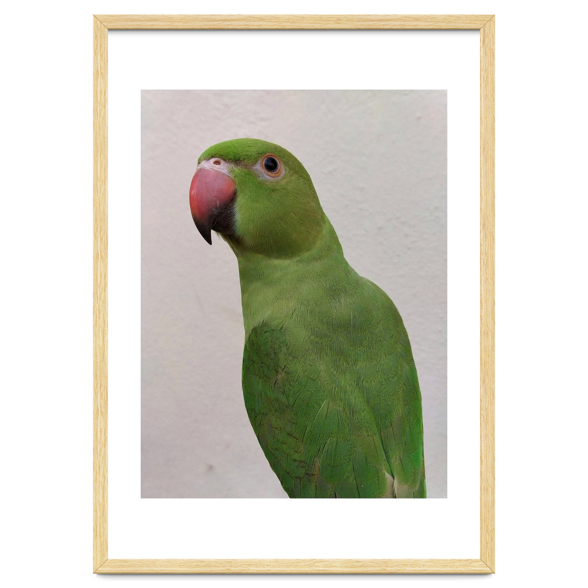 Cute Indian Parakeet