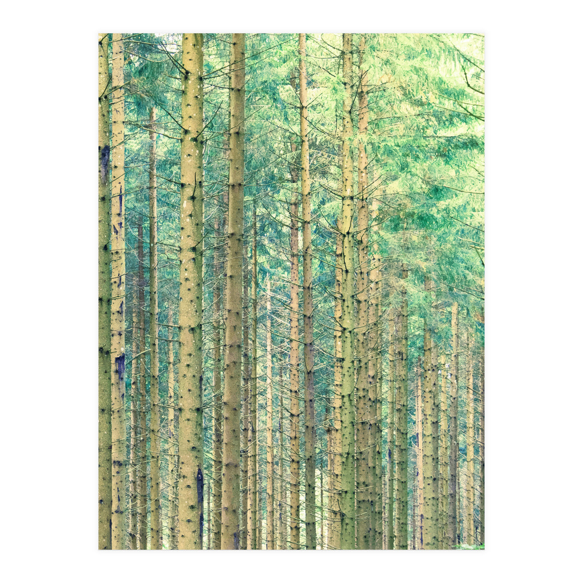 Locked In The Woods (Print Only)