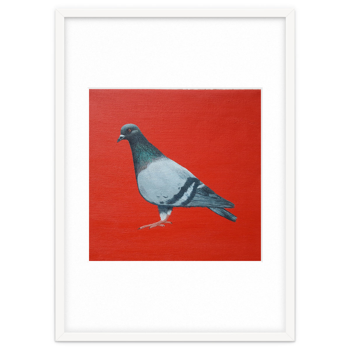 Pigeon