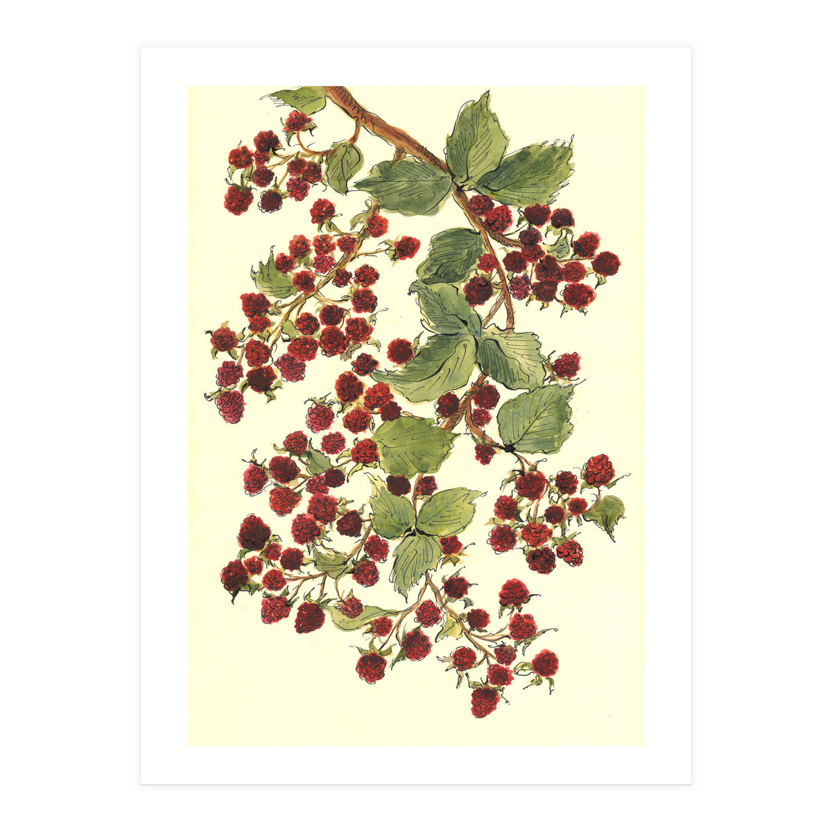 Raspberry (Print Only)