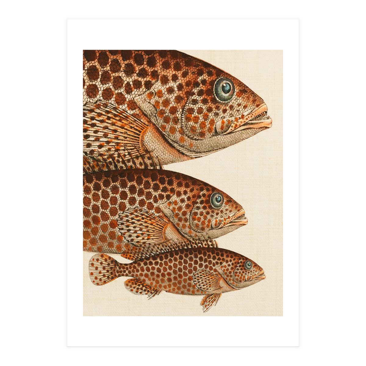 Fish Classic Designs 6 (Print Only)