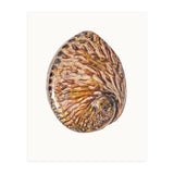 Cc Shell 03 (Print Only) thumbnail
