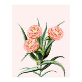 Blush Cactus V2 (Print Only) thumbnail