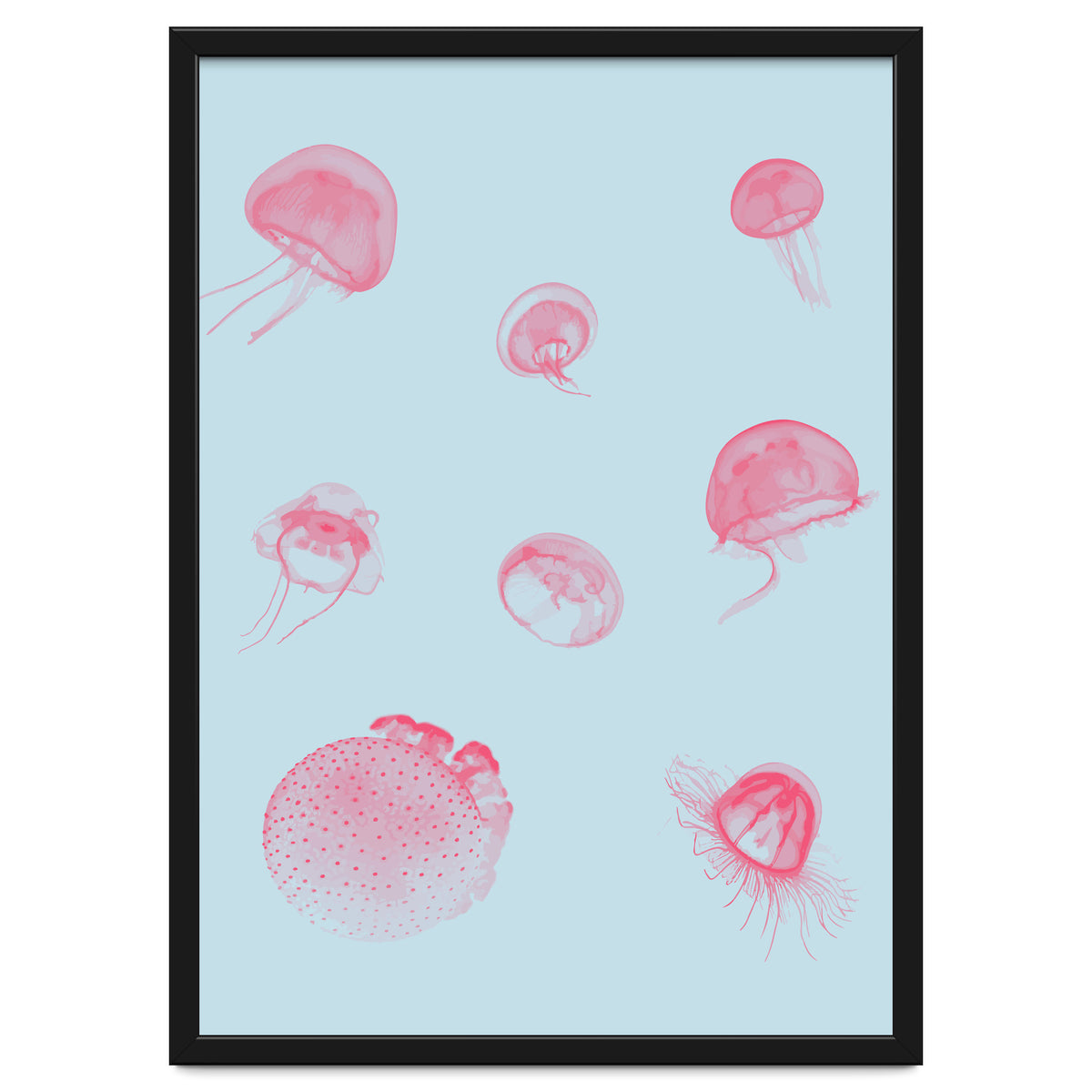 Jellyfish