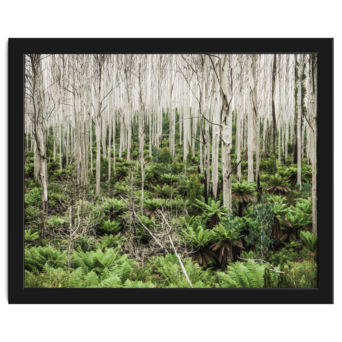 Forest After The Fire