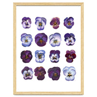 A Watercolour Study Of Violas