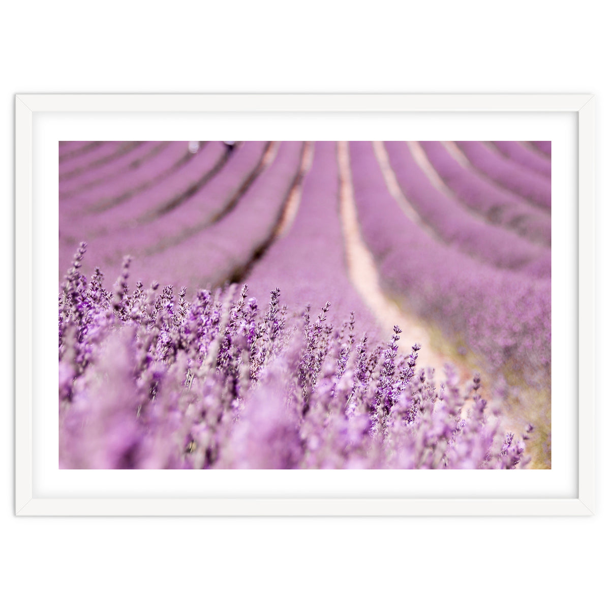 Lavender Happiness