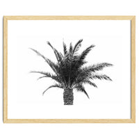 Palm Tree