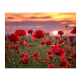Poppies at Evening (Print Only) thumbnail