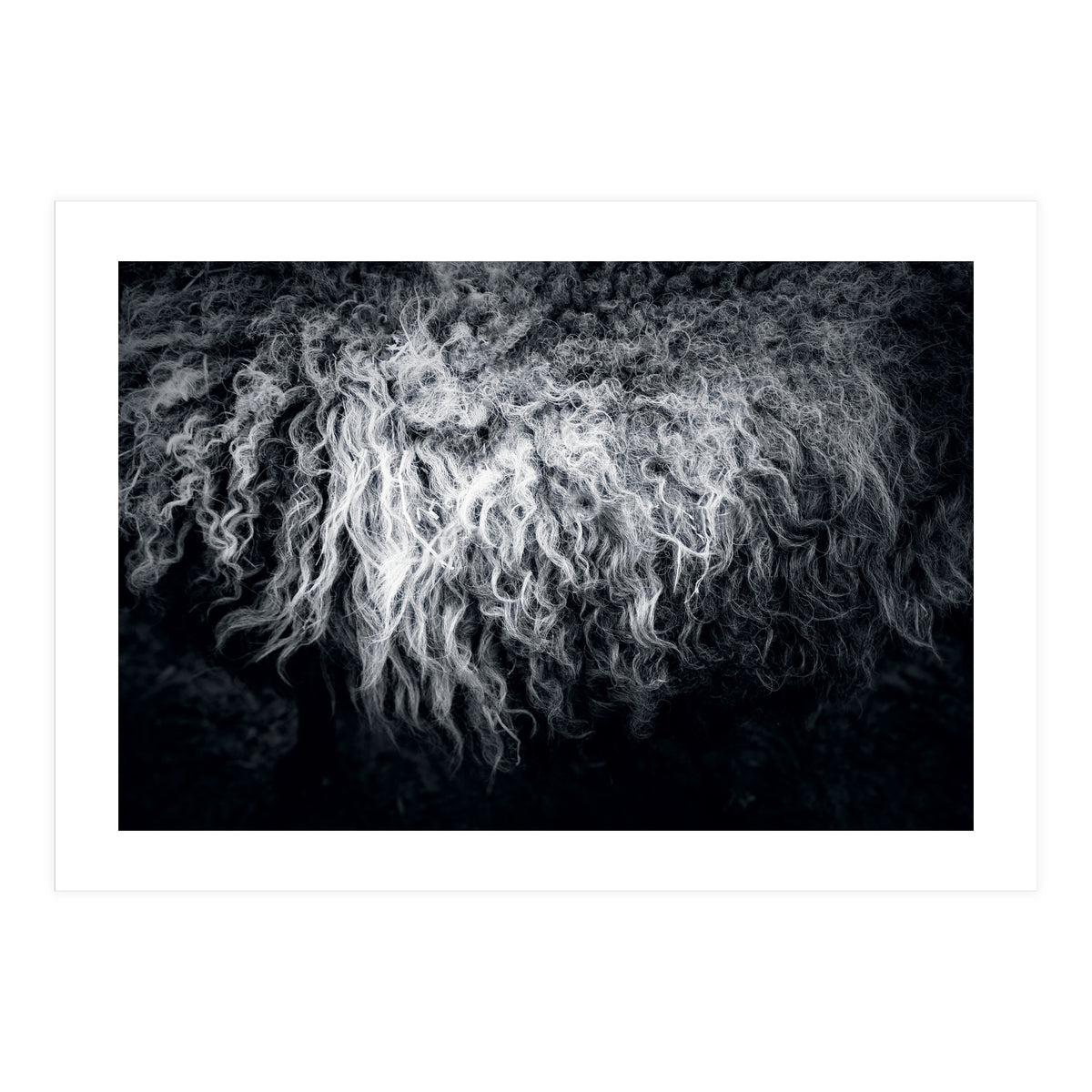 the sheep (Print Only)