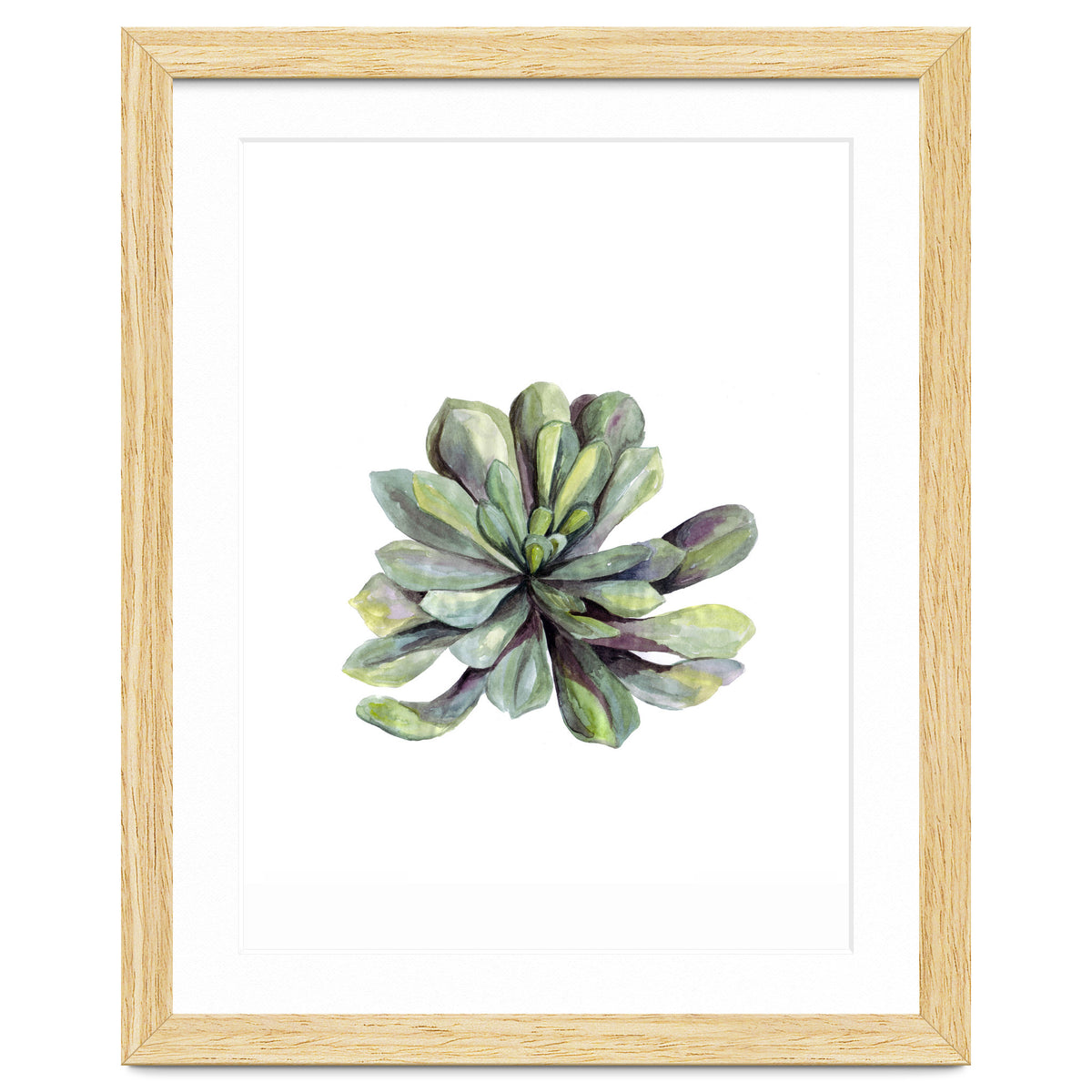 Botanical Illustration Succulent